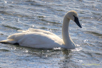 Hudson Swan-reflections