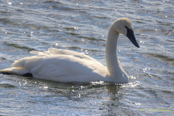 Hudson Swan-reflections
