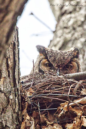 Great Horned Owl-eyes