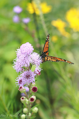 Monarch Butterfly ready for flight in my garden