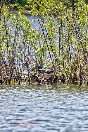 Nesting Loon