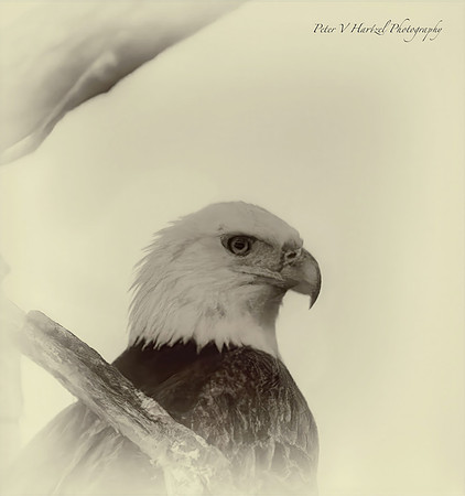 Thunderous Eagle old style-PVH-high res
