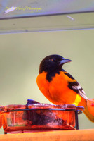 Baltimore Oriole in spring