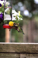 Green Hummingbird in flight
