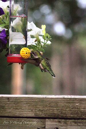 Green Hummingbird in flight