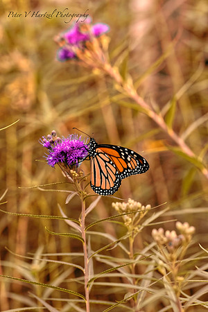 Climbing Monarch Butterfly-summer effect
