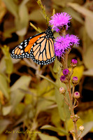 Glorious Royal Butterfly:w summer filter