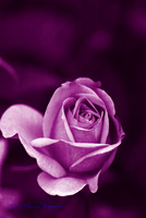 Purple Rose