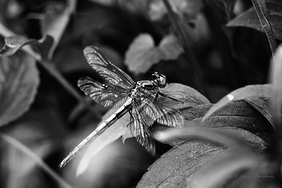 Black Saddlebag B+W