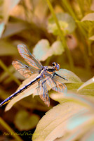 Black saddlebags Indian Summer