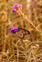 Climbing Monarch Butterfly-summer effect