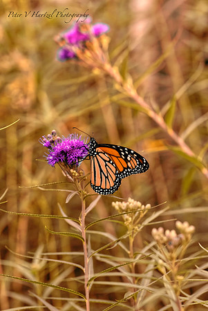 Climbing Monarch Butterfly-summer effect