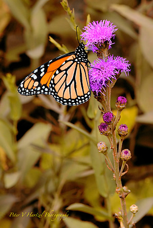 Glorious Royal Butterfly:w summer filter