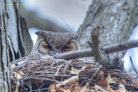 Great Horned owl, natural Light-PVH