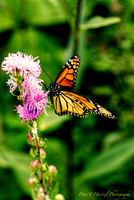 Majestic Monarch Butterfly:warming filter
