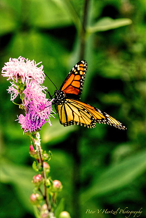 Majestic Monarch Butterfly:warming filter