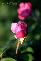 Roses in soft light