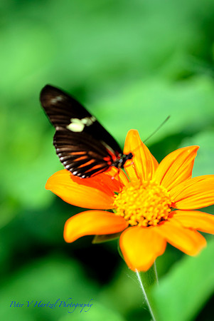 Summer Beauty
