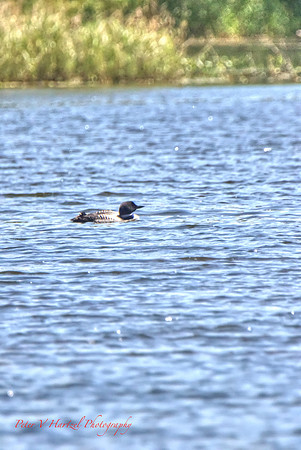 Loon on the shimmering pond