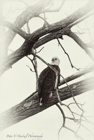 Bald Eagle-old style freedom-PVH