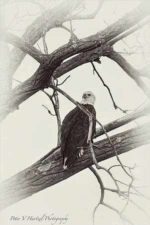 Bald Eagle-old style freedom-PVH