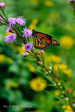 Climbing  Monarch-PVH