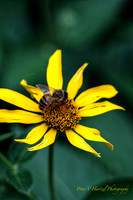 Bee Daisy