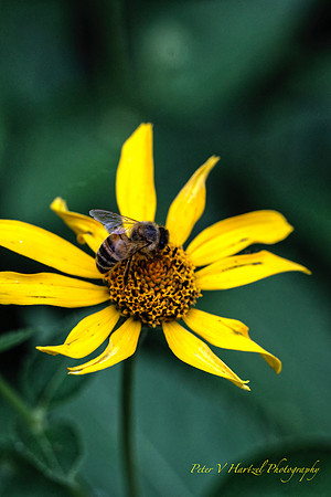Bee Daisy