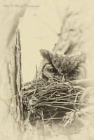 Great Horned Owl Eyes-Old style