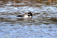 Loon fishing in the pond-PVH