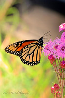 Royal Beauty climbing toward the sun