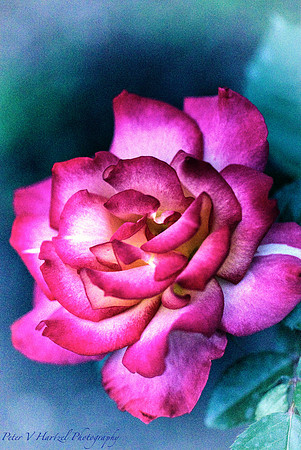 Garden Rose Vintage