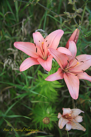 Pink Tigerlilly-soft light PVH
