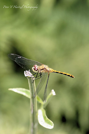 Drageonfly-low-light-PVH