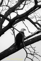 Majestic Freedom-B+W-PVH