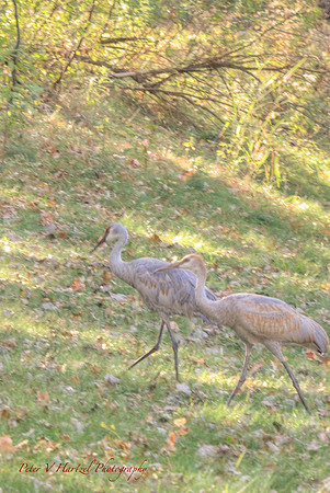 Sandhill Cranes-vivid light-PVH
