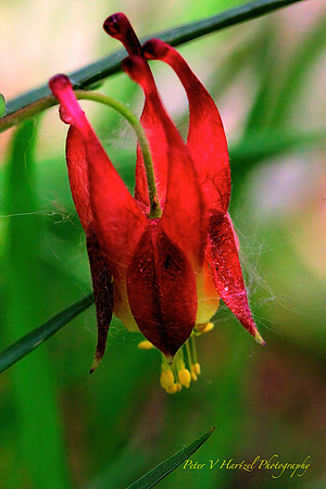 Red columbine-butterfly garden