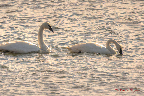 Hudson Swans