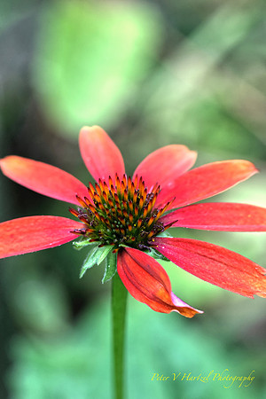 Fireflower