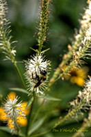 Bee polinating White flower