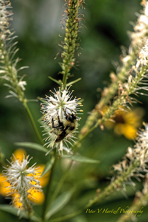 Bee polinating White flower