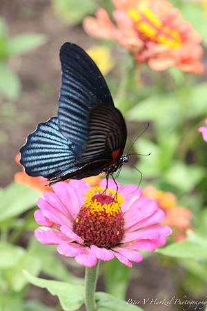 Shimmering Blue Winged butterfly