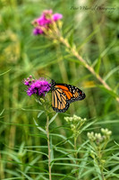Climbing Monarch Butterfly