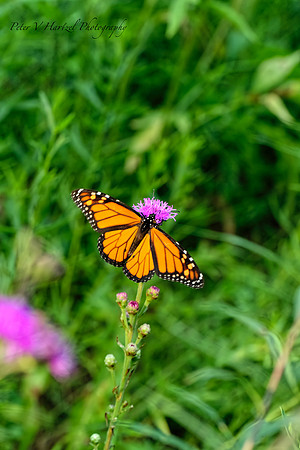 Monarch Butterfly Soaring