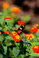 Black and orange butterfly Como zoo