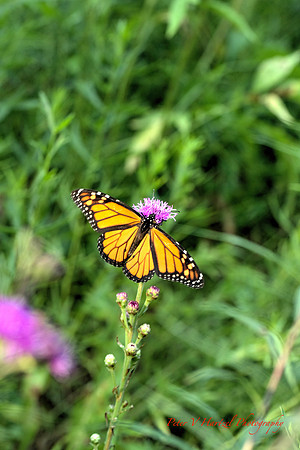 Monarch reaching toward sunshine