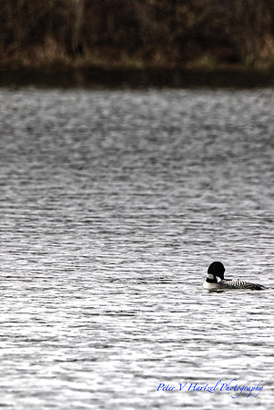 A Loon on the Pond