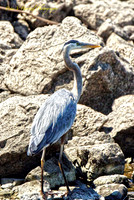Blue Heron on the rocks