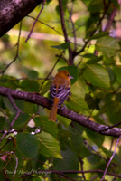 Baby Oriole