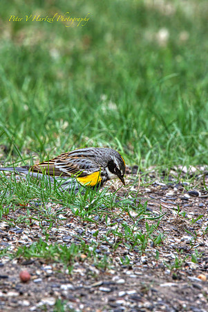 Yellow-rumped Warbler-PVH